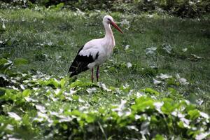 A close up of a White Stork photo