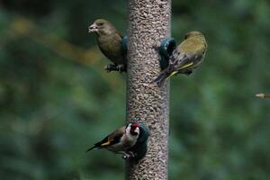 A Goldfinch on a Bird feeder photo