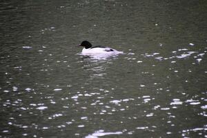 un cerca arriba de un Pato a martín mero naturaleza reserva foto