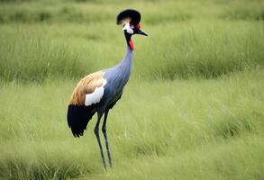 AI generated A close up of  a Crowned Crane photo