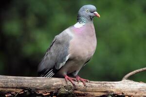 A view of a Wood Pigeon photo