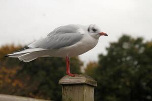 un primer plano de una gaviota de cabeza negra foto