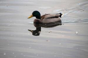 A view of a Mallard Duck photo