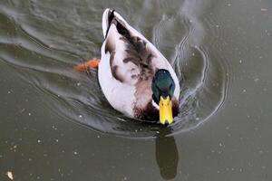 A view of a Mallard Duck photo