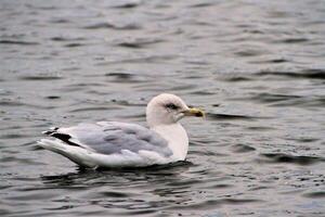 A view of a Gull on the water photo