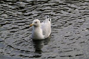 una vista de una gaviota en londres foto