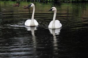 un ver de un trompetista cisne en el agua foto