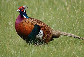 AI generated A close up of  a Pheasant photo