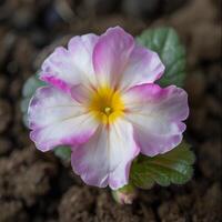 AI generated Spring Primrose Elegance photo