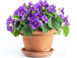 AI generated Potted Purple African Violets photo