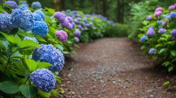 AI generated Hydrangeas Pathway in Misty Garden photo