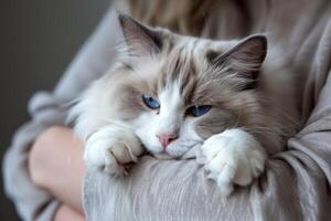 AI generated Ragdoll Cat Held In Arms photo