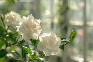 AI generated Ethereal White Gardenias photo