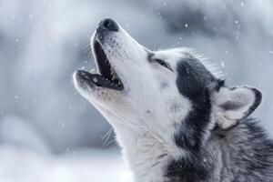 AI generated Husky Howling in Snowfall photo