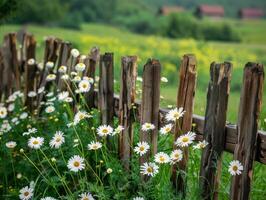 AI generated Wild Daisies by Rustic Wooden Fence photo