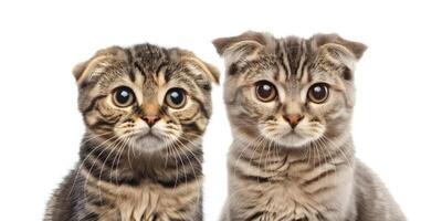 AI generated Scottish Fold Cats Side by Side photo