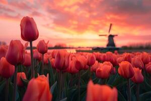 AI generated Sunset Over Tulip Field with Windmill photo