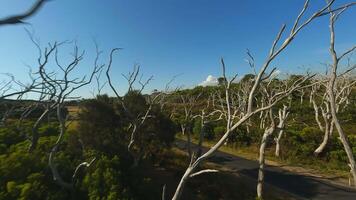 Woud met kaal bomen in Australië video