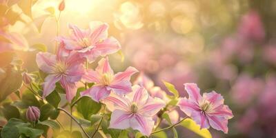 ai generado suave puesta de sol ligero en rosado clemátide flores foto