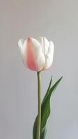 AI generated Single Tulip Against Soft Background photo