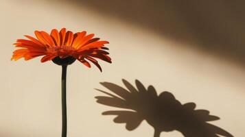 AI generated Gerbera Flower With Shadow photo