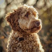 ai generado labradoodle en otoño luz de sol foto