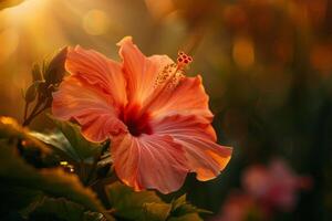 AI generated Sunlit Orange Hibiscus Bloom photo