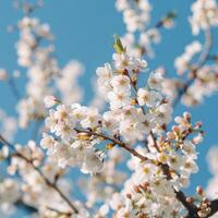 AI generated Spring Cherry Blossoms Sky photo