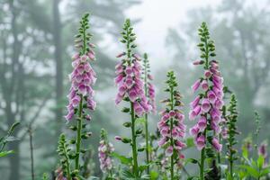 AI generated Fog-Kissed Foxgloves in Misty Forest photo