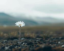 ai generado solitario margarita en montañoso terreno foto