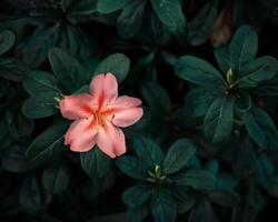 AI generated Exotic Azalea Bloom Closeup photo