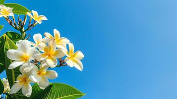 AI generated Frangipani Against Clear Blue Sky photo