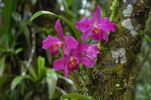 AI generated Tropical Orchids in Natural Habitat photo