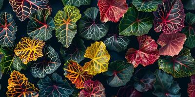 AI generated Vivid Begonia Leaf Patterns photo