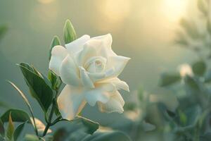 AI generated White Gardenia In Soft Light photo