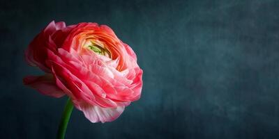 ai generado rosado ranúnculo elegancia en oscuro foto