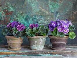 AI generated African Violets in Terracotta Pots photo