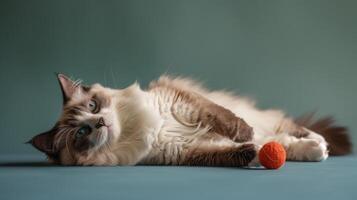 ai generado gato con pelota en azul piso foto