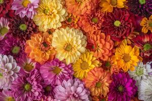AI generated Vibrant Chrysanthemum Floral Array photo