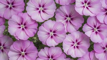 AI generated White background highlights striking geranium pelargonium flowers photo