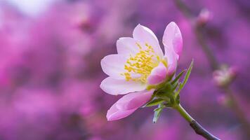 AI generated Spring flower blossom closeup with bokeh background, springtime nature photo