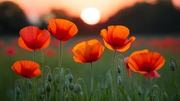 AI generated Sunset blurs create a soft backdrop for vibrant poppies photo