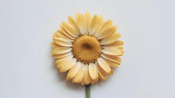 AI generated Pic Yellow daisy flower isolated against pristine white backdrop photo