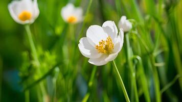 AI generated White wild carrot flower brings freshness to spring background photo