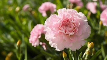 AI generated Scene Beautiful pink carnation flower featured in a captivating header photo