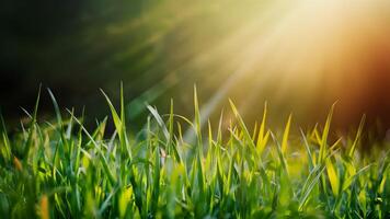 AI generated Grass background with sunbeam, soft focus abstract nature background photo