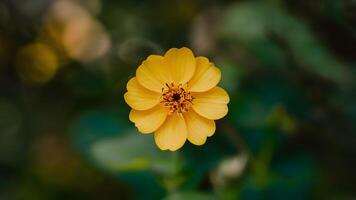 ai generado salvaje bosque amarillo flor con único swirly bokeh antecedentes foto