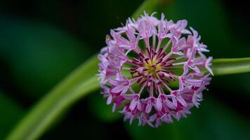 AI generated Bright violet flower on emerald background, close up inflorescence photo