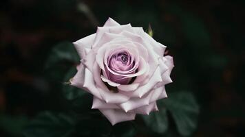 AI generated Beautiful close up of delicate single purple rose against dark backdrop photo