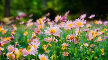 AI generated Display Blurred nature background of flowers in garden park outdoors photo